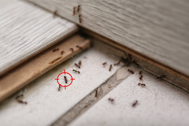 Best Local Pest Control Services  in Margate, FL